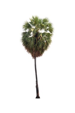 Beyaz arkaplanda izole edilmiş şeker palmiyeleri.