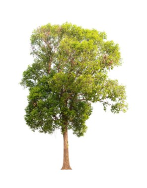 Beyaz arkaplanda izole edilmiş ağaç