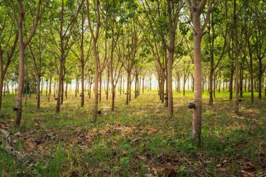Saç ekimi kauçuk tappin içinde para kauçuk ağacı satırı