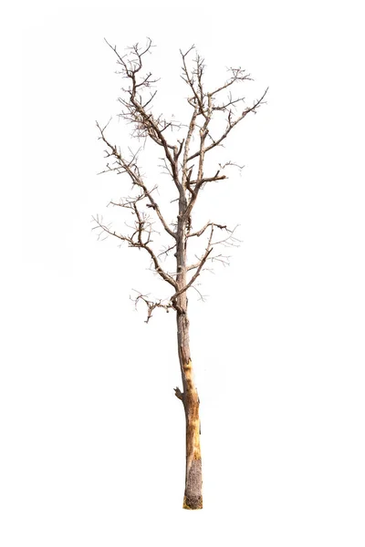 Single old and dead tree isolated on white background — Stock Photo, Image