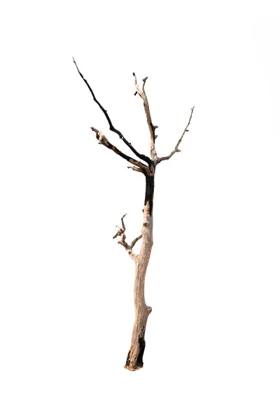 Single old and dead tree isolated on white background — Stock Photo, Image