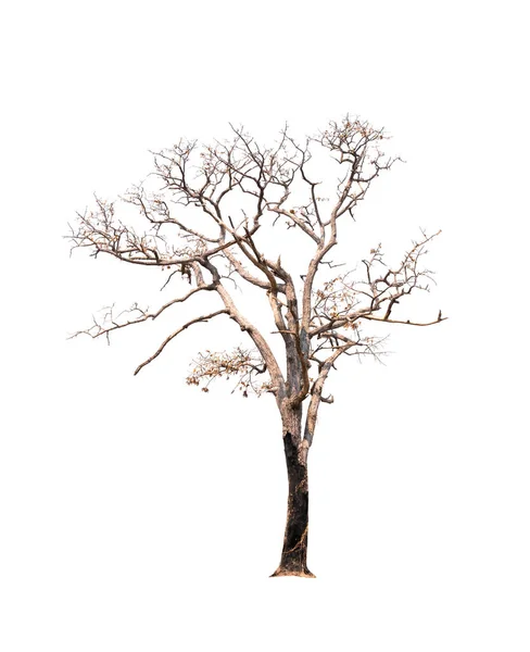 Single old and dead tree isolated on white background — Stock Photo, Image