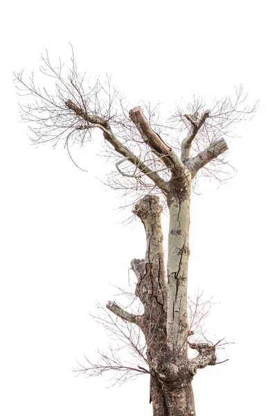 Singolo albero vecchio e morto isolato su sfondo bianco — Foto Stock