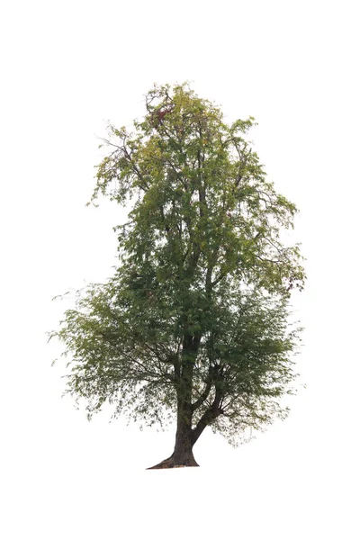 Beyaz arkaplanda izole edilmiş ağaç — Stok fotoğraf