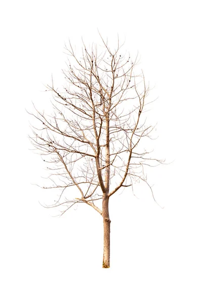 Beyaz arkaplanda izole edilmiş tek bir yaşlı ve ölü ağaç — Stok fotoğraf