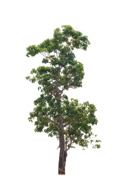 Elszigetelt fa fehér háttér — Stock Fotó