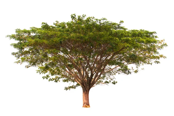 Árbol de chamchuri aislado sobre fondo blanco — Foto de Stock