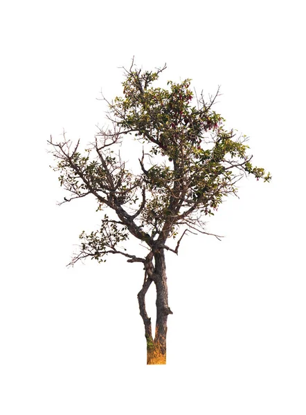 Изолированное дерево на белом фоне — стоковое фото