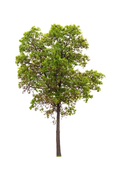 Isolierter Baum auf weißem Hintergrund — Stockfoto