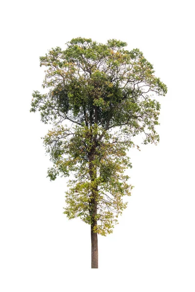 Albero isolato su sfondo bianco — Foto Stock