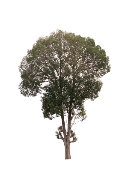 Изолированное дерево на белом фоне — стоковое фото