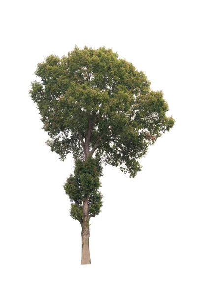Isoleret træ på hvid baggrund - Stock-foto