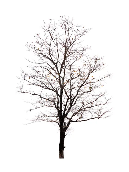 Enkele oude en dode boom geïsoleerd op witte achtergrond — Stockfoto