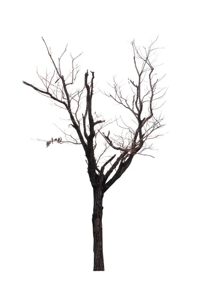 Jeden starý a mrtvý strom izolované na bílém pozadí — Stock fotografie