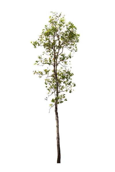 Geïsoleerde boom op witte achtergrond — Stockfoto