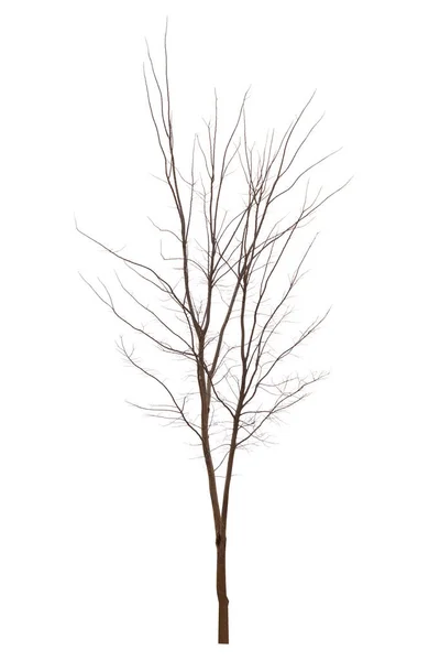 Beyaz arkaplanda izole edilmiş tek bir yaşlı ve ölü ağaç — Stok fotoğraf
