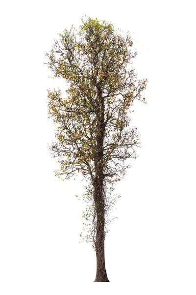 Albero isolato su sfondo bianco — Foto Stock