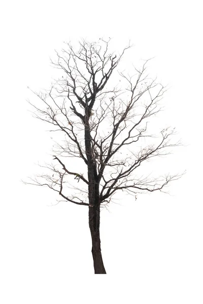Pojedyncze stare i martwe drzewo odizolowane na białym tle — Zdjęcie stockowe