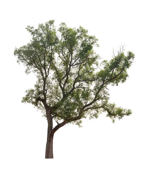 Ізольоване дерево на білому тлі — стокове фото