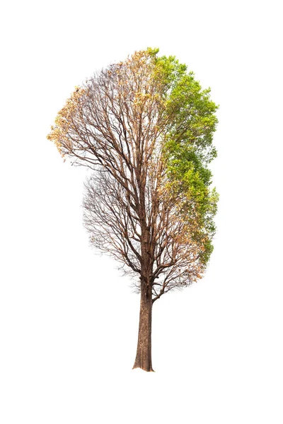 하얀 배경에 따로 떨어져 있는 나무 — 스톡 사진