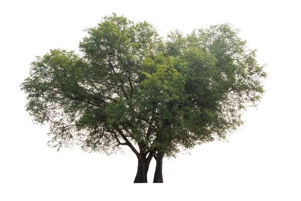 Tamarind tree (Tamarindus indica) tropický strom v severovýchodní — Stock fotografie