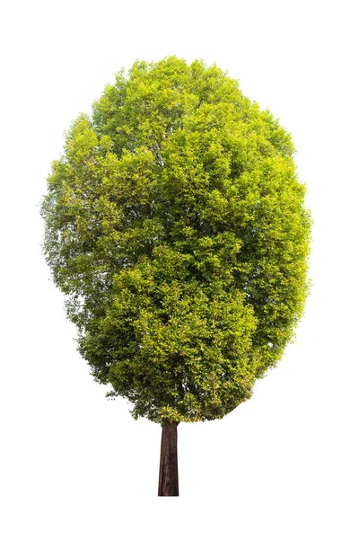 Isolierter Baum auf weißem Hintergrund — Stockfoto