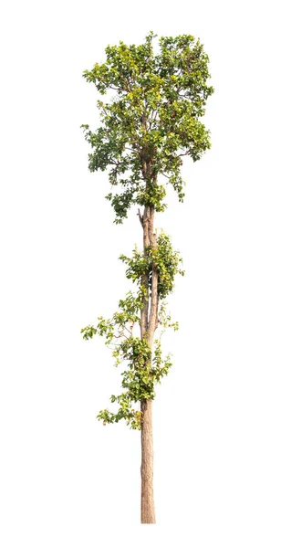 Μεμονωμένο δέντρο σε λευκό φόντο — Φωτογραφία Αρχείου