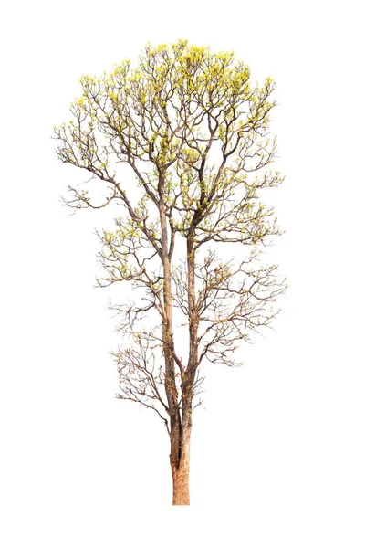 Enkele oude en dode boom geïsoleerd op witte achtergrond — Stockfoto
