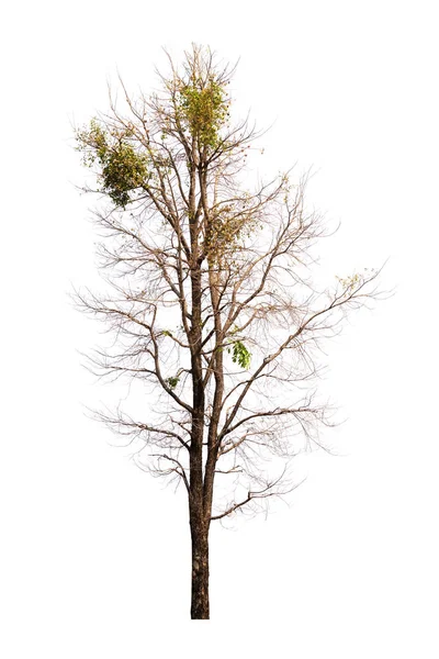 Singolo albero vecchio e morto isolato su sfondo bianco — Foto Stock