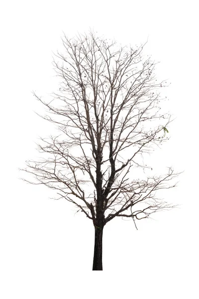 Одно старое и мертвое дерево на белом фоне — стоковое фото