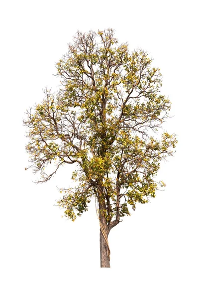 Isolerat träd på vit bakgrund — Stockfoto