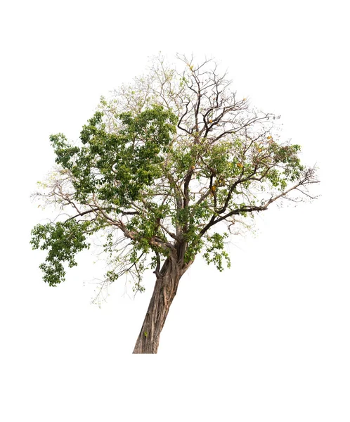 하얀 배경에 따로 떨어져 있는 나무 — 스톡 사진