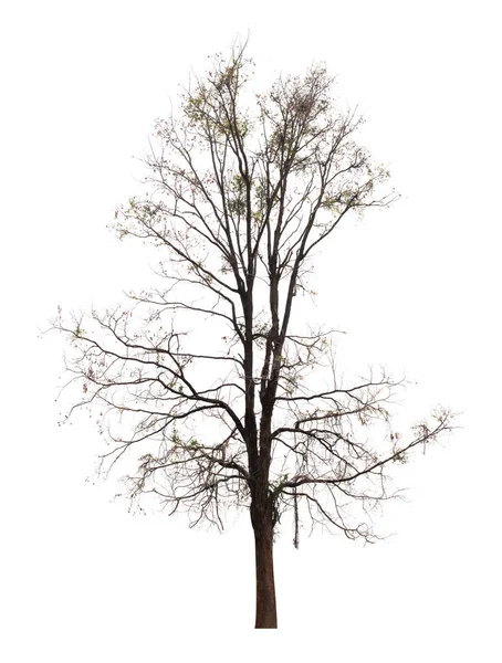 Singolo albero vecchio e morto isolato su sfondo bianco — Foto Stock