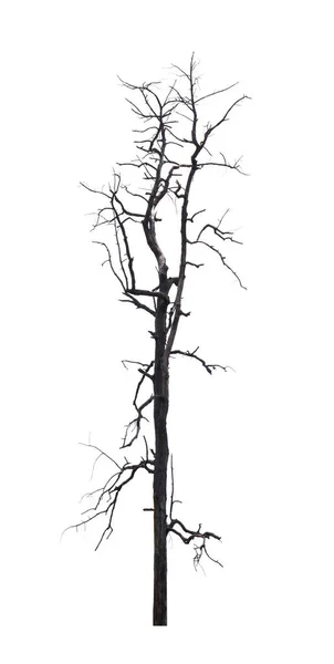 Pojedyncze stare i martwe drzewo odizolowane na białym tle — Zdjęcie stockowe