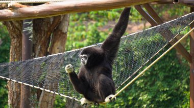 Sallanan kuyruk asılı örümcek maymun yetişkin yalnız iskambil oynamak