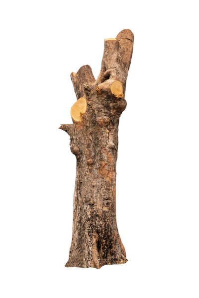 isolated tree bark with white background and with clipping path