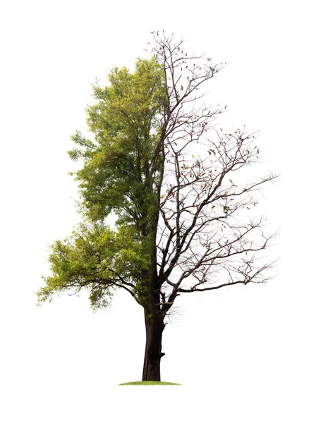 Concept of doubleness. Dead tree on one side and living tree on — Stock Photo, Image