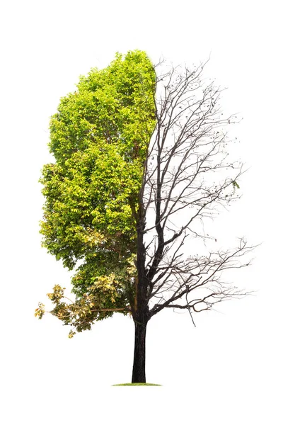 Concepto de duplicidad. Árbol muerto en un lado y árbol vivo en —  Fotos de Stock