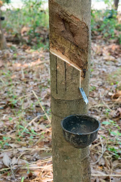 Tapping latex rubber tree, Rubber Latex extracted from rubber tr