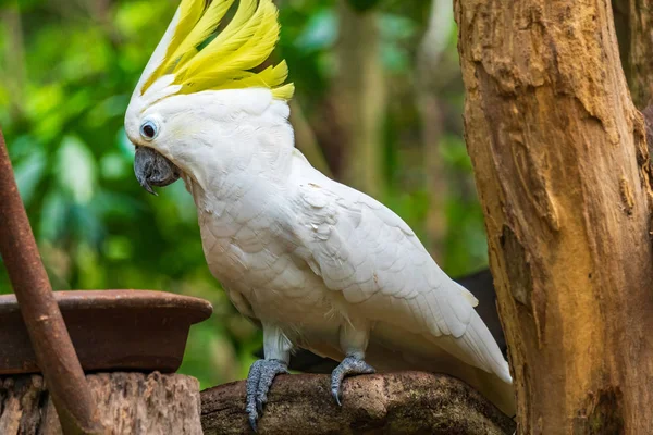 Porträt eines Gelbhaubenkakadus, Thailand — Stockfoto