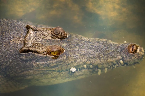 Crocodilos na água tomada de perto — Fotografia de Stock