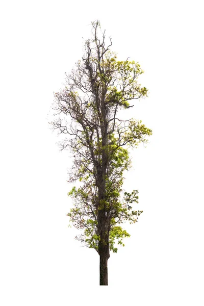 Izolovaný strom na bílém pozadí — Stock fotografie
