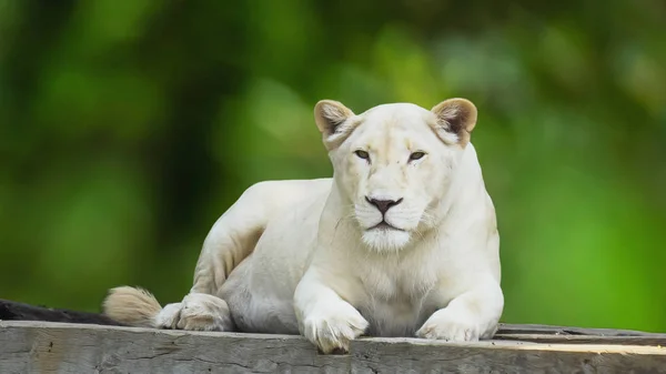 Lion blanc femelle gros plan — Photo