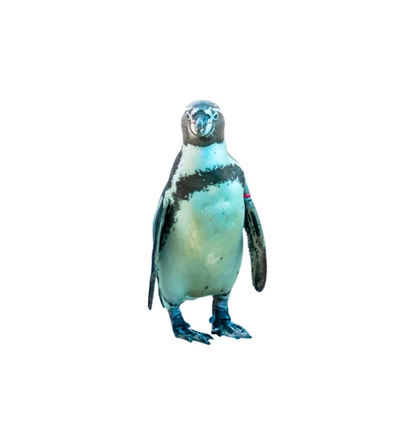 Humboldt Penguin isolated on white background with clipping path — Stock Photo, Image