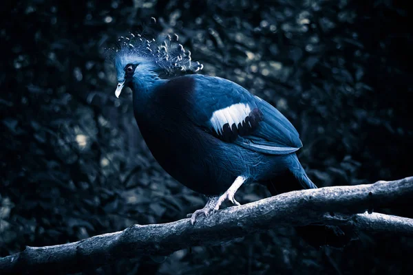 Pigeons à crête victorienne sur les branches la nuit — Photo