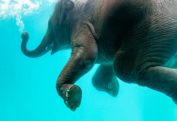 Ο ελέφαντας δείχνει κολύμπι και ανατινάζουμε τις φυσαλίδες από το πορτ-μπαγκάζ και — Φωτογραφία Αρχείου