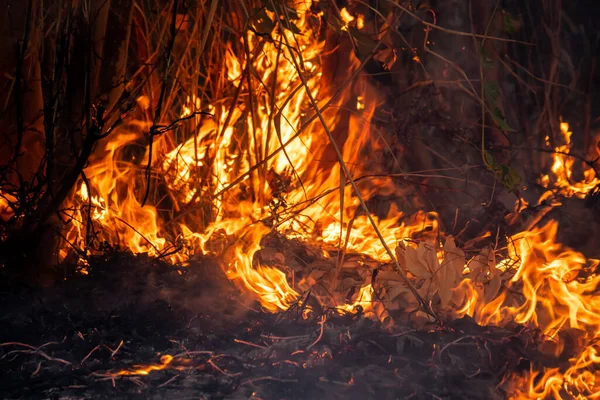 Close Van Het Laaiende Vuur Van Het Droge Bos — Stockfoto