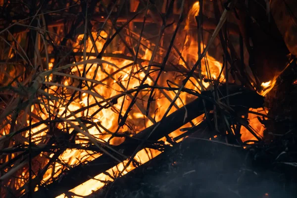 Gros Plan Feu Ardent Forêt Sèche — Photo