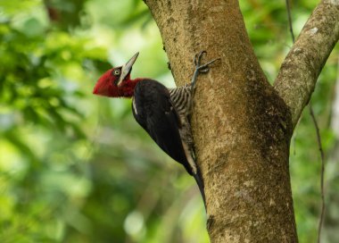 A woodpecker with a striking red head perched gracefully on a sturdy branch in the heart of the lush forest, its vibrant plumage contrasting beautifully with the deep greens of the surrounding foliage