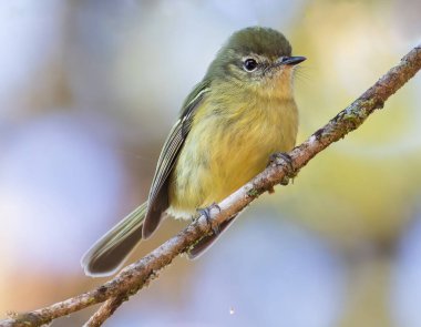 A small, vibrant yellow bird with delicate feathers perched gracefully atop a slender, twisting trunk, its bright plumage contrasting beautifully against the intricate patterns of the bark.